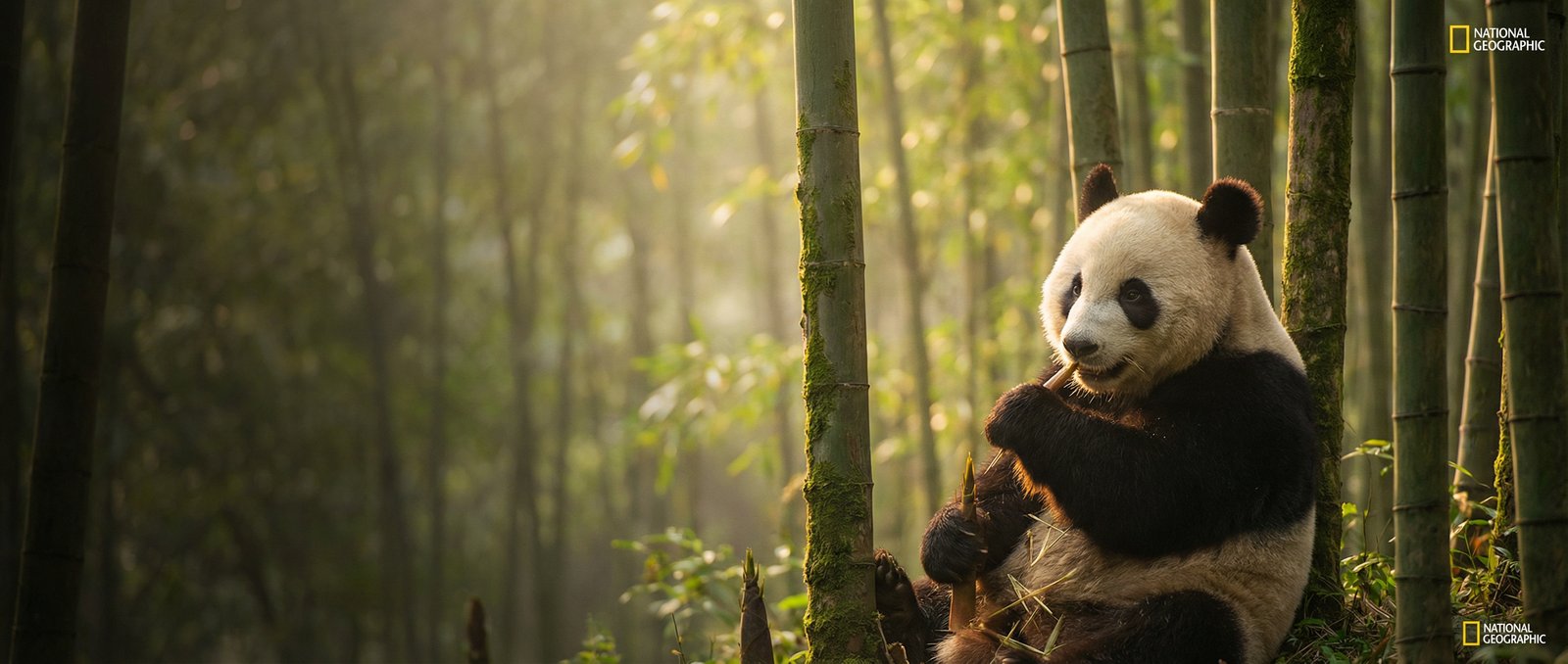 同人动漫动物写真与视频社区